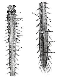 
Рис. 333. Спинной мои (medulla spinalis) с корешками спинномозговых нервов.
1-ромбовидная ямка (головного мозга) 2-корсшки спинномозговых нервов; 3-шейное 
утолщение спинного мозга; 4-задняя срединная борозда; 5-СГШНОМОЗГОВЫе нервы; 6-твердая 
оболочка спинного мозга; 7-зубчатая связка; 8-поясничное утолщение спинного мозга; 
9-конус спинного мозга; 10-«конский хвост» (корешки поясничных и крестцовых спинно-мозговых 
нервов); 11-концевая (терминальная) нить.
Fig. 333. Спинной мозге корешками спинно-мозговых нервов. 1-fossa rhomboidea (eneephali); 
2-radices nervorum spinalis; 3-intu-mescentia cerviealis medullae spinalis; 4-suleus 
medianus posterior; 5-nervi cerebrospinalis; 6-dura maler medullae spinalis; 7-ligamen(um 
denticulalum; 8-intumescentia lumbalis medullae spinalis; .9-conus medullae spinalis; 
10-caudaequina; I l-filum terminale.
Fig. 333. Spinal cord with the roots ol'spinal nerves. 1-rhomboid fossa (of the 
cerebrum); 2-roots of spinal nerves; 3-cervi-cal enlargement of spinal cord; 4-posterior 
median sulcus; 5-spinal nerves; 6-dura mater ol'spinal cord; 7-denticulate ligament; 
8-lumbar enlargement of spinal cord; 9-medullary cone; 10-«horse tail» (roots 
of the lumbar and sacral spinal nerves); 11-terminal filum.